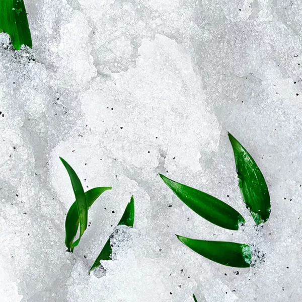 Nuxe  Exfoliante Granulado Revitalizante Rêve de Thé - Imagen 3