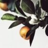 Ambar Perfums Ambientador Armario Flor de Azahar 1u. - Imagen 2